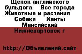 Щенок английского бульдога  - Все города Животные и растения » Собаки   . Ханты-Мансийский,Нижневартовск г.